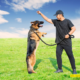 Is Training Your Own Protection Dog Feasible?